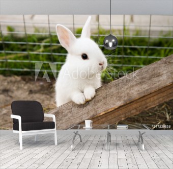 Picture of Little rabbit on the farm